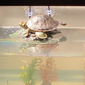 Meet your Posher, Kristin